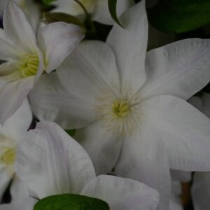 Clematis 'Shirayukihime'