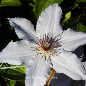 Clematis 'Snow Queen'