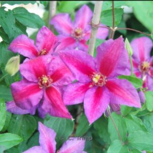 Clematis 'Star of India'