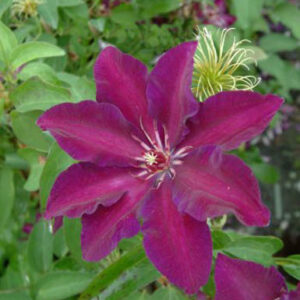 Clematis 'Stasik'
