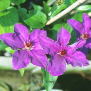 Clematis 'The President'