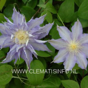 Clematis 'Thyrislund'