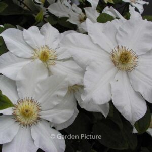 Clematis 'Toki'
