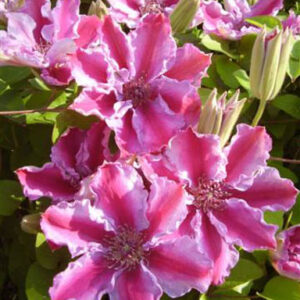 Clematis 'Tudor'