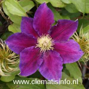 Clematis 'Varenne'
