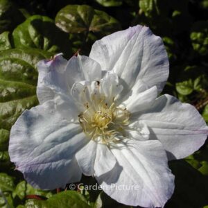 Clematis 'Veronica's Choice'