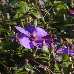 Clematis 'Victoria'