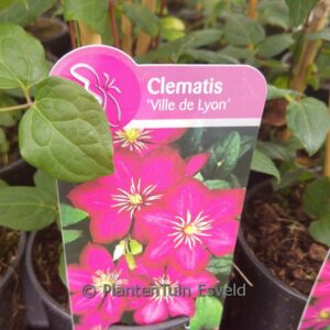 Clematis 'Ville de Lyon'