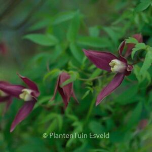 Clematis 'Violet Purple'