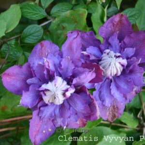 Clematis 'Vyvyan Pennell'