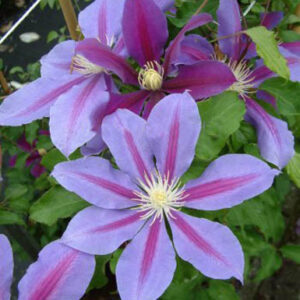 Clematis 'Walter Pennell'