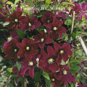 Clematis 'Warszawska Nike'