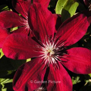 Clematis 'Westerplatte'
