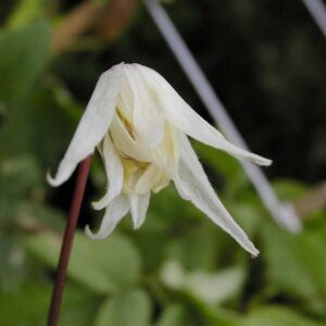 Clematis 'White Swan'