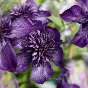 Clematis 'ZO24025' (WELCOME HOME)