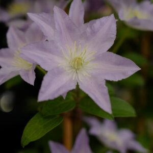 Clematis 'Zo01860' (SPOTLIGHT)