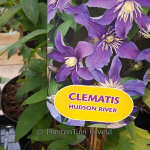 Clematis 'Zo06137' (HUDSON RIVER)
