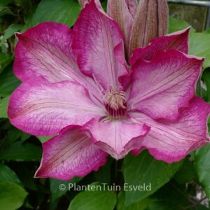 Clematis 'Zo08095' (LIBERTY)