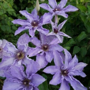 Clematis 'Zo08159' (MYOSOTIS)