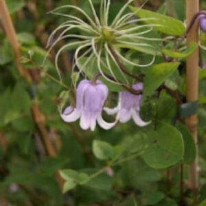 Clematis 'Zo08169' (ANNABELLA)