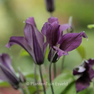 Clematis 'Zo09045' (BLUE OCEAN)