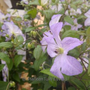 Clematis 'Zo09063' (SEA BREEZE)