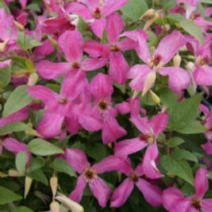 Clematis 'Zo09073' (WONDERFUL)