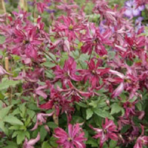 Clematis 'Zo09087' (ROSALYN)