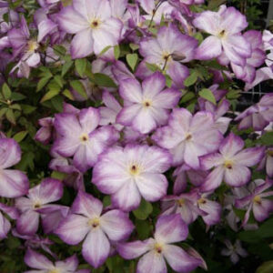 Clematis 'Zo09113' (PERNILLE)