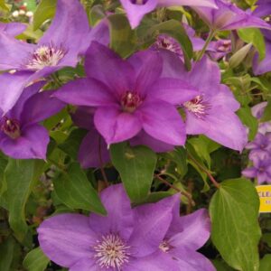 Clematis 'Zo09143' (ESTHER)