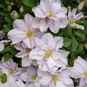 Clematis 'Zo10075' (BELLISSIMA)