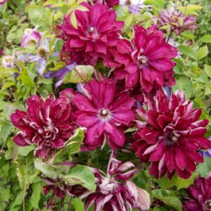 Clematis 'Zo11056' (RED PASSION)