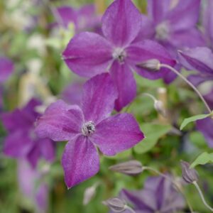 Clematis 'Zo11112' (SUPER NIGHT)