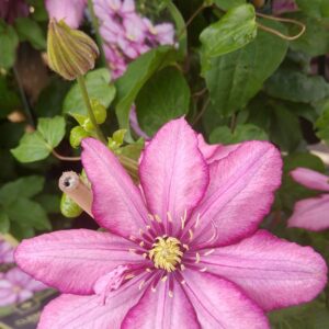 Clematis 'Zo11154' (PARADISO)