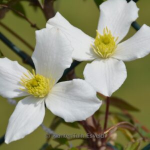 Clematis 'Zo12053PBRaf' (SPRING JOY)