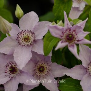 Clematis 'Zo12153' (MANDY)