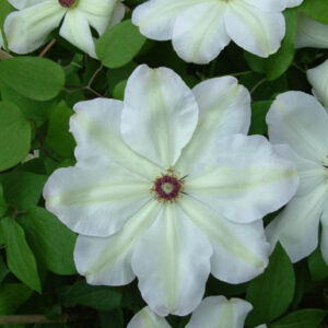 Clematis 'Zo12220' (ISABELLA)