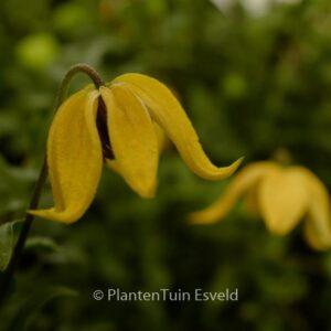 Clematis 'Zo14100' (LITTLE LEMONS)