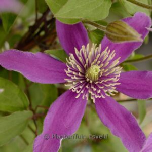 Clematis 'Zo23005' (STELLA BELLA)