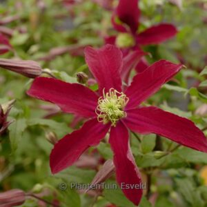 Clematis 'Zo23015' (GLORIOUS RED)
