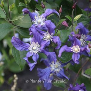 Clematis 'Zobluepi' (BLUE PIROUETTE)