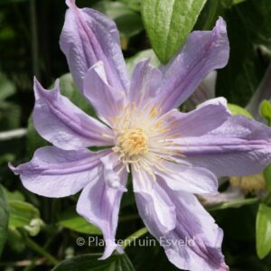 Clematis 'Zoblueriver' (BLUE RIVER)