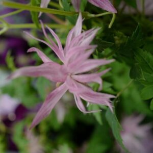 Clematis 'Zocoro' (COUNTRY ROSE)