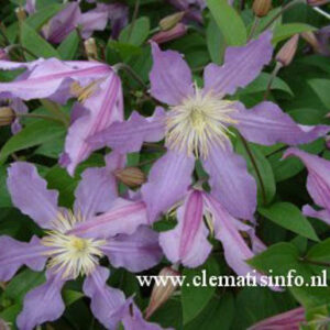 Clematis 'Zoeastri' (EAST RIVER)