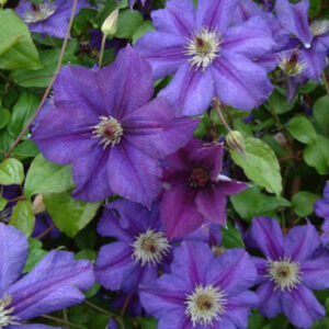 Clematis 'Zohapbi' (HAPPY BIRTHDAY)