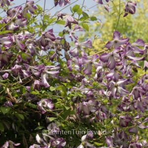 Clematis 'Zoiamladyq' (I AM LADY Q)