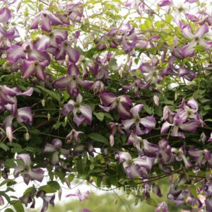 Clematis 'Zoiamlj' (I AM LADY J)