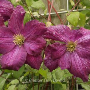 Clematis 'Zojapur' (JACKMANII PURPUREA)