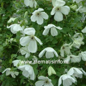 Clematis 'Zomacor' (MARIA CORNELIA)