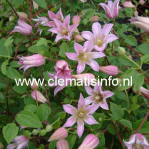 Clematis 'Zomibel' (MIENIE BELLE)